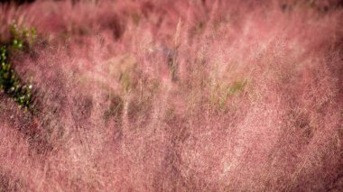 Aydınlık odaklı kırmızı çimen kütlesi.