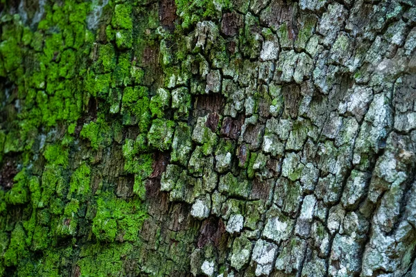 Casca Árvore Com Textura Rica Parcialmente Coberta Por Musgo Gênio — Fotografia de Stock