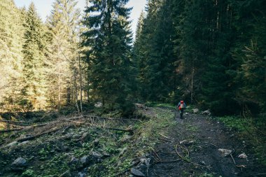 Taşlı dağ yolu ve kozalaklı orman, turist