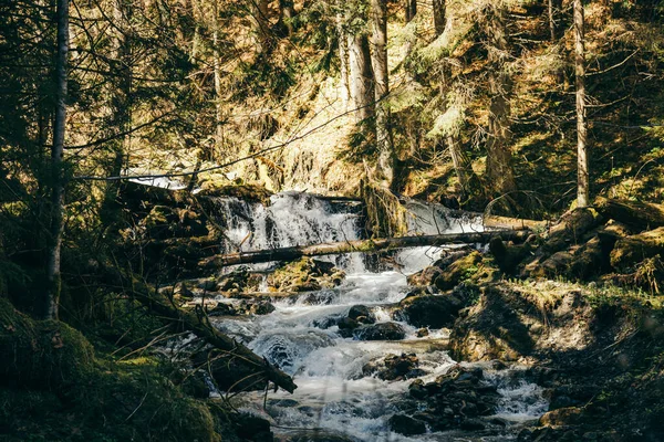 Hegyi folyó torlaszokkal, sűrű tűlevelű erdő, kövek — Stock Fotó