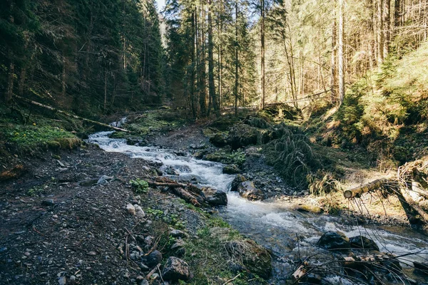 Річка в горах з камінням, туризмом, хвойним лісом — стокове фото