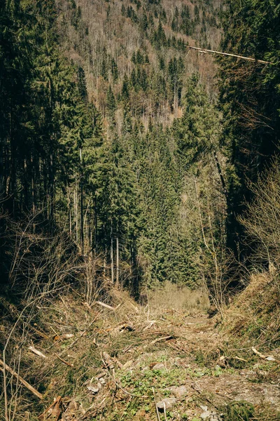 Strada di montagna con pietre e bosco di conifere, turista Immagine Stock