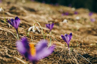 Mor çiçekler, timsahlar ve kar damlaları sarı çimlerde, ilkbahar