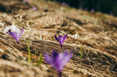 Mor çiçekler, timsahlar ve kar damlaları sarı çimlerde, ilkbahar