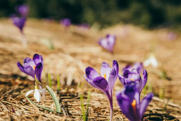 Flores púrpuras, azafrán y gotas de nieve sobre hierba amarilla, primavera — Foto de Stock