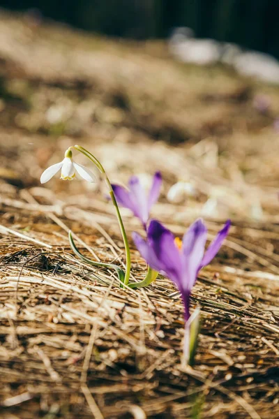 Flores púrpuras, azafrán y gotas de nieve sobre hierba amarilla, primavera — Foto de Stock