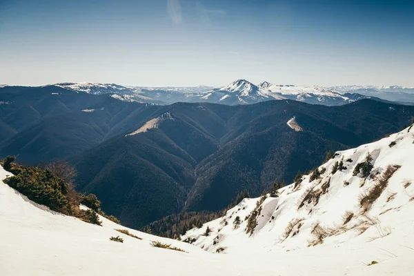 Montanhas, floresta de coníferas na neve, primavera, inverno — Fotografia de Stock