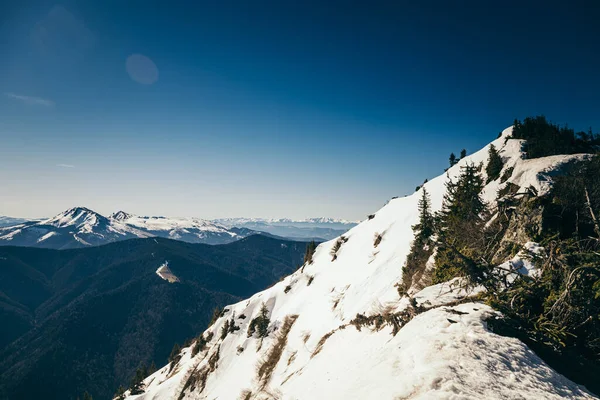 Bergen, naaldbos in de sneeuw, lente, winter — Stockfoto