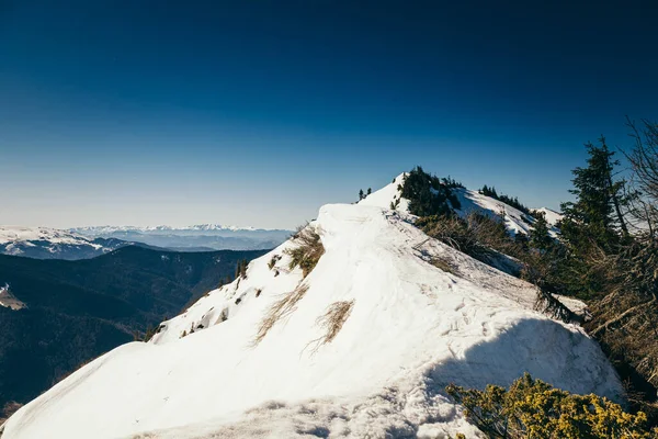 Montagne, foresta di conifere nella neve, deforestazione, primavera — Foto Stock