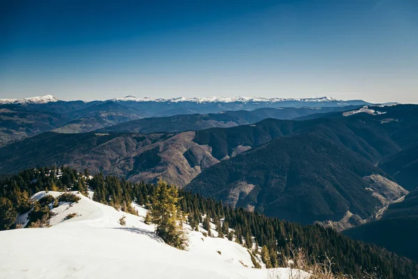 Montagne, foresta di conifere nella neve, deforestazione, primavera — Foto Stock