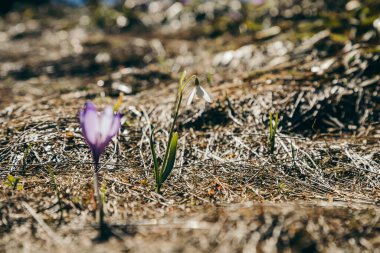 Mor çiçekler, timsahlar ve kar damlaları sarı çimlerde, ilkbahar