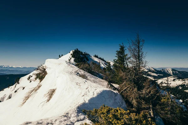 Berg, barrskog i snön, avskogning, vår — Stockfoto