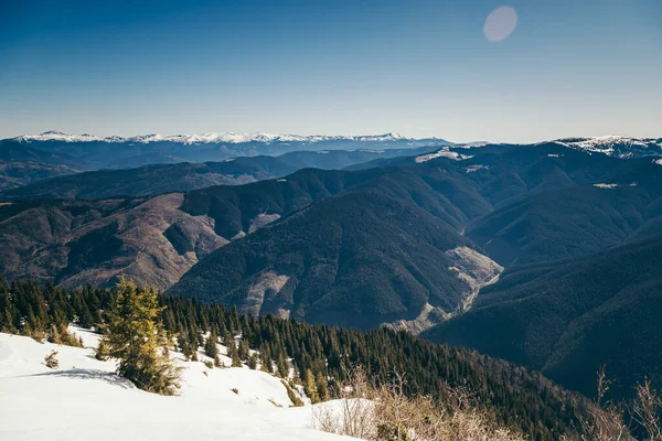 Montagne, foresta di conifere nella neve, deforestazione, primavera — Foto Stock