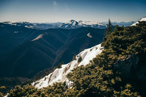 高山，雪地里的针叶林，春天，冬天 — 图库照片