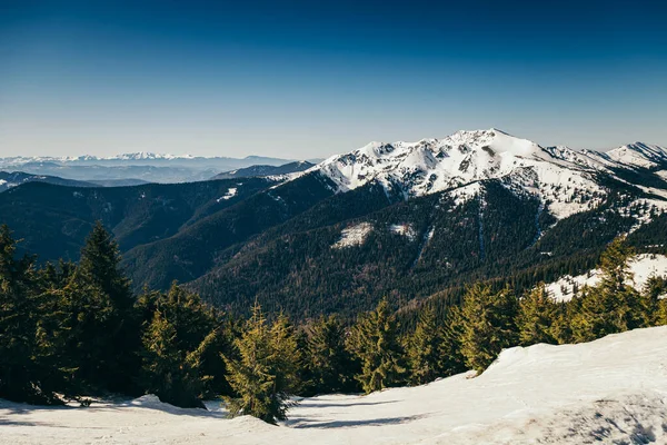 Montagne invernali resti di neve, primavera, foresta di conifere — Foto Stock
