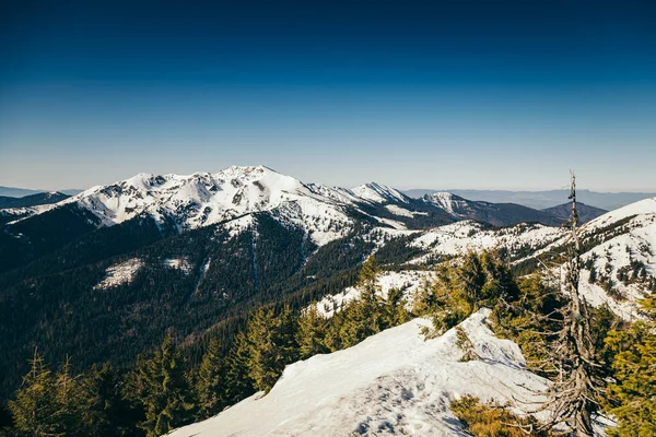 Vinterberg rester av snö, vår, barrskog — Stockfoto