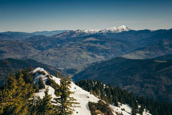 Winterbergen overblijfselen van sneeuw, lente, naaldbos — Stockfoto