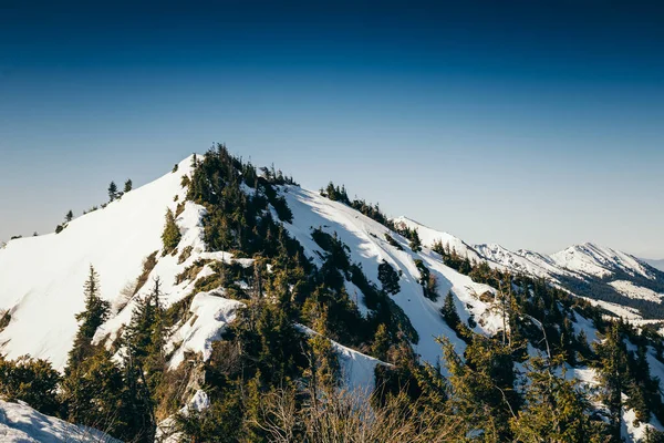 Montanhas, floresta de coníferas na neve, primavera, inverno — Fotografia de Stock