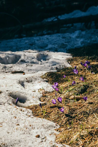 Setas en las montañas, hierba amarilla, restos de nieve — Foto de Stock