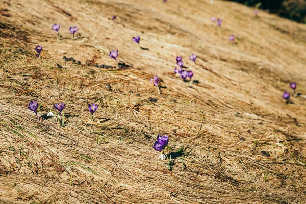 Flores púrpuras, azafrán sobre hierba amarilla, un manantial — Foto de Stock