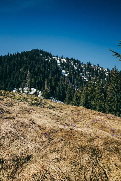 Flores roxas, crocos na grama amarela, primavera nas montanhas — Fotografia de Stock