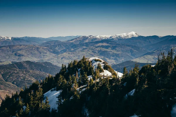 Montagne invernali resti di neve, primavera, foresta di conifere Foto Stock Royalty Free