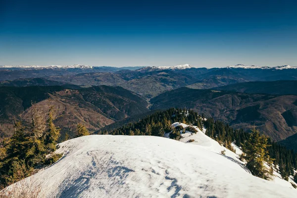 Montañas, bosque de coníferas en la nieve, deforestación, primavera Imágenes De Stock Sin Royalties Gratis