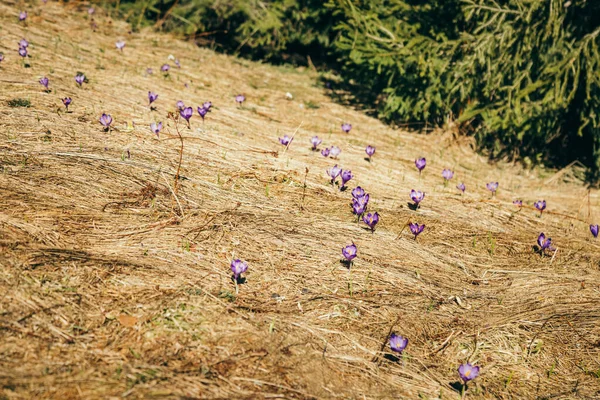 Flores púrpuras, azafrán sobre hierba amarilla, un manantial Fotos De Stock Sin Royalties Gratis