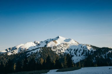 Dağlardaki karlı zirve ve ve çayırlar kozalaklı orman, bahar