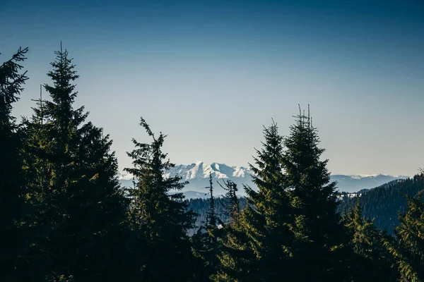 Winter Berge, Schnee Nadelwald, blauer Himmel, Frühling — Stockfoto