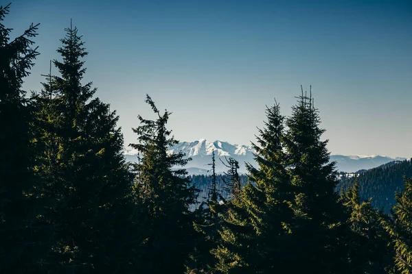 Winter Berge, Schnee Nadelwald, blauer Himmel, Frühling — Stockfoto