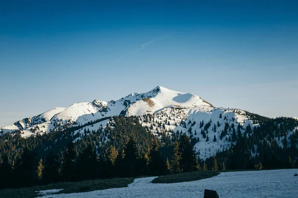 Schneebedeckter Gipfel und Wiese in den Bergen Nadelwald, Frühling — Stockfoto