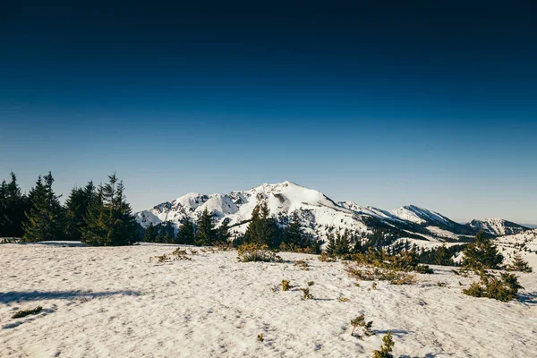 Téli hegyek, hó tűlevelű erdő, kék ég, tavasz — Stock Fotó