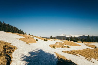 Dağlarda karla kaplı çayır, kozalaklı orman, bahar