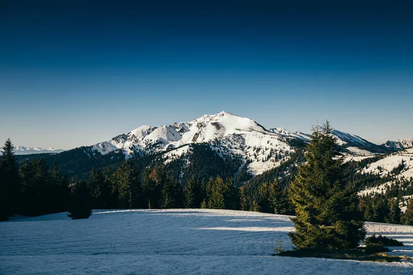 Winter Berge Schnee, Nadelwald, Frühling, verschneite Wiese — Stockfoto