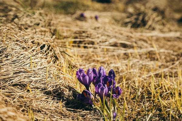 Prato in montagna con fiori viola croco, primavera Immagine Stock