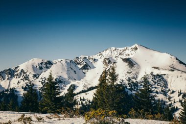 Kış dağları, karlı kozalaklı orman, mavi gökyüzü, bahar