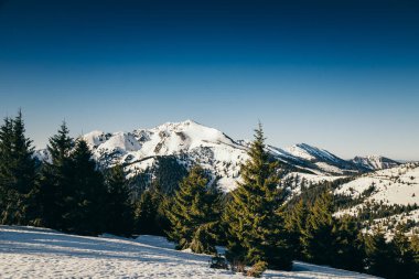 Kış dağları, karlı kozalaklı orman, mavi gökyüzü, bahar