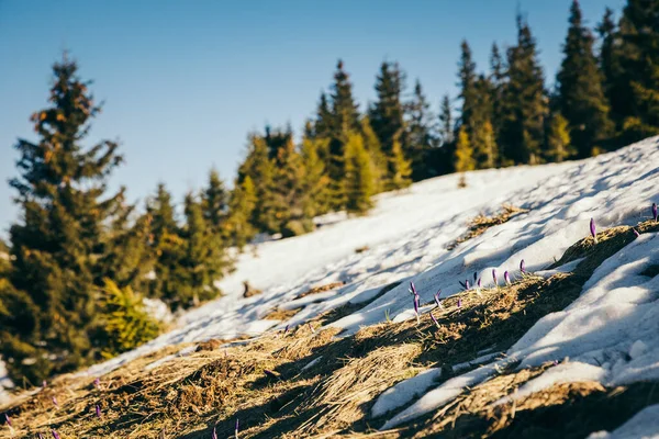Vinterberg i snö, barrskog, vår, snöig äng — Stockfoto