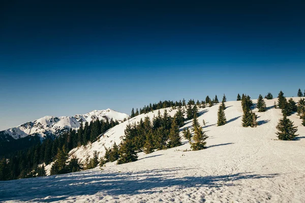 Montanhas de inverno, floresta de coníferas de neve, céu azul, primavera — Fotografia de Stock