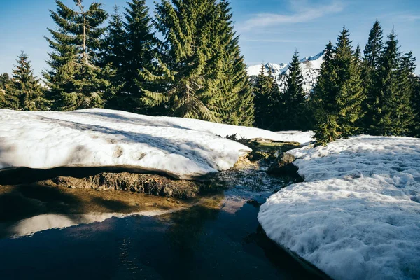 Schneebedeckte Wiese und Pfütze in den Bergen Nadelwald, Frühling — Stockfoto