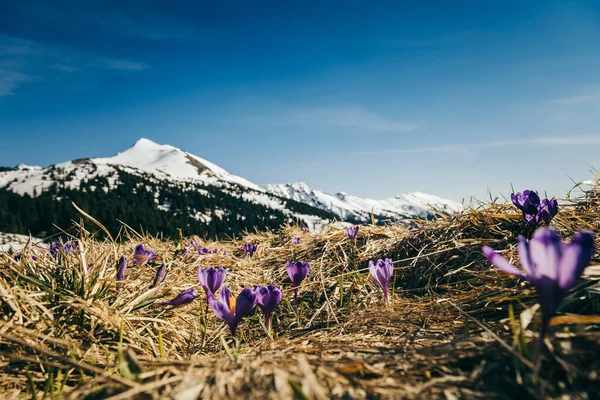 Dağlarda karla kaplı tepeler, mor çiçekler, bahar Stok Fotoğraf