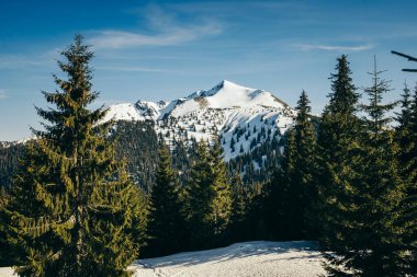 Dağlardaki karlı zirve ve ve çayırlar kozalaklı orman, bahar