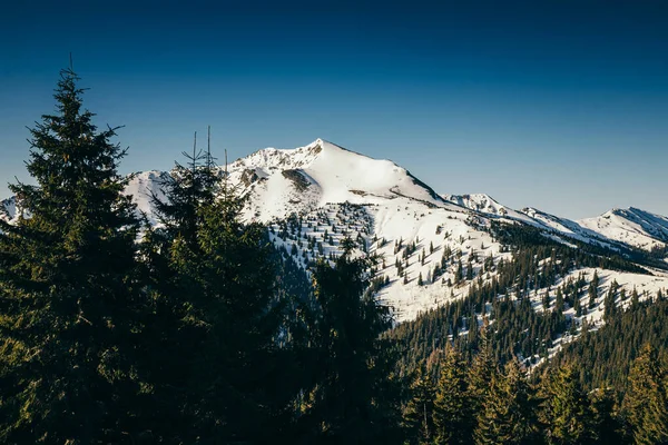 Winterbergen in de sneeuw, naaldbos, lente, besneeuwde bergtop — Stockfoto