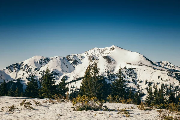 Montanhas de inverno, floresta de coníferas de neve, céu azul, primavera — Fotografia de Stock