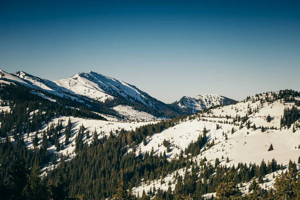 Winterbergen sneeuw, naaldbos, lente, besneeuwde piek — Stockfoto