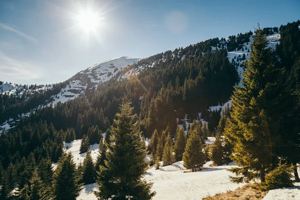 Schneebedeckter Gipfel und Wiese in den Bergen Nadelwald, Frühling — Stockfoto