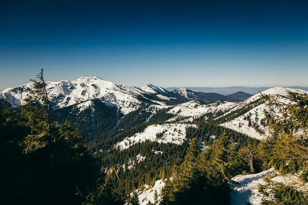 Montagne invernali, neve foresta di conifere, cielo blu, primavera — Foto Stock