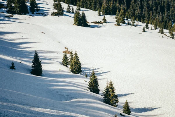 Pradera cubierta de nieve y abetos en las montañas, bosque de coníferas, primavera —  Fotos de Stock