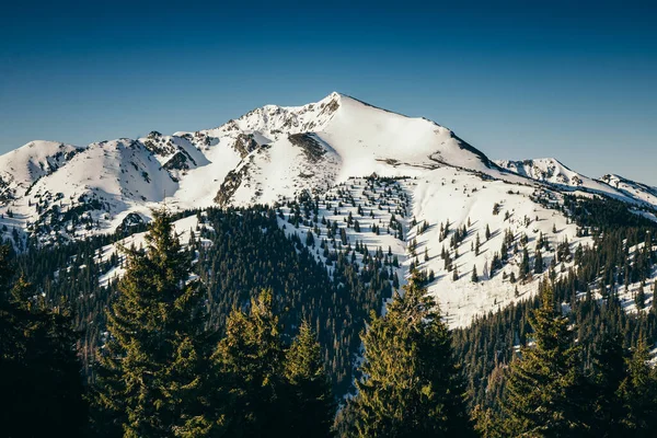 Montagne invernali neve, bosco di conifere, primavera, vetta innevata — Foto Stock